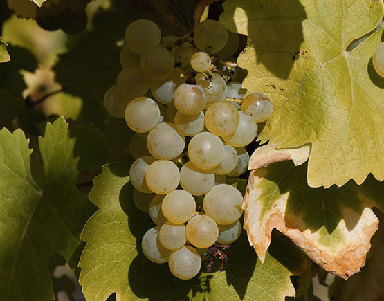 Armagnac-Claverie-grape-folle-blanche