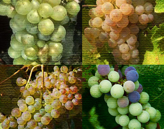 Old-Liqours-Armagnac-Durre-grape
