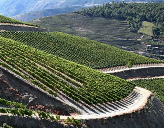 grapeyard