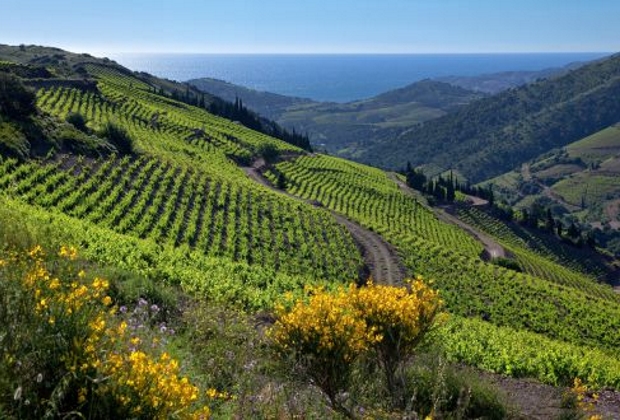 Banyuls