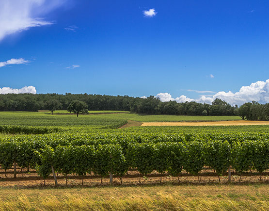 Armagnac-Goudoulin-grapeyard