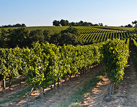 Armagnac-Montber-yard