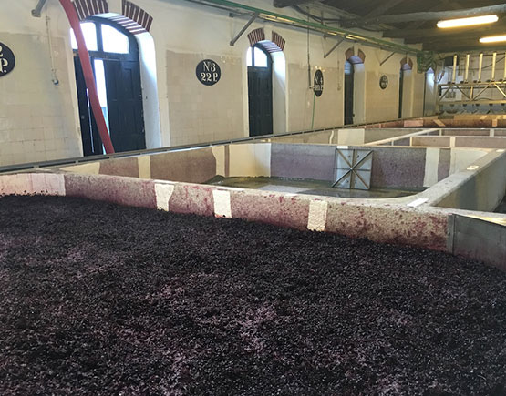 grapes for port