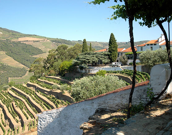 patios for grapes
