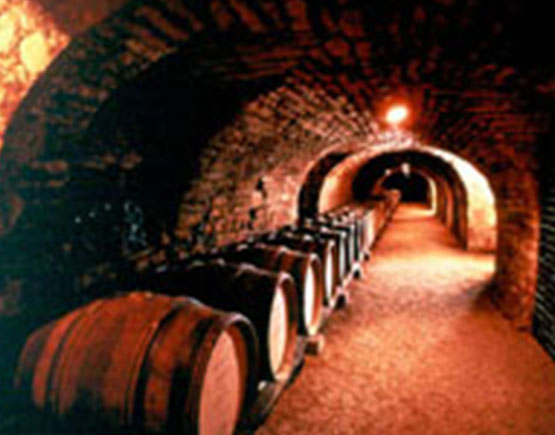 Armagnac-saint-vivant-de-la-salle-cellar
