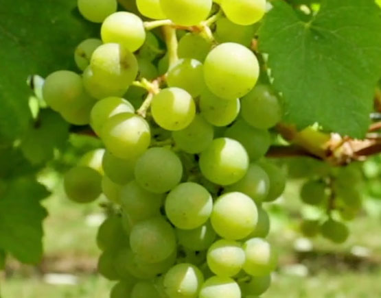 Armagnac-Baron-de-Saint-Feux-white-grapes