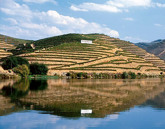 Port-Warre-yard-grapes