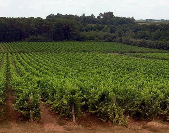Armagnac-chateau-du-Tariquet-grapeyard