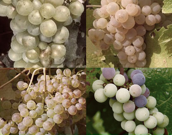 Armagnac-Marquis-de-Caussade-grapes